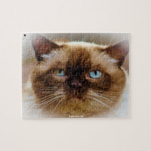 Britisch Kurzhaar Katze