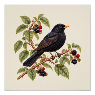 Britische Amsel auf Brombeerzweig Botanisch Poster