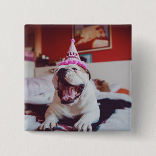 Britische Bulldogge Getty Bild- Button