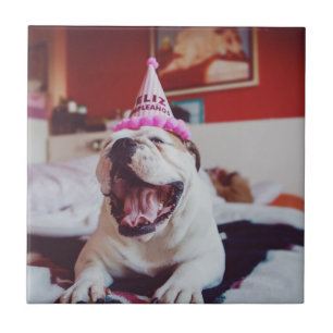 Britische Bulldogge Getty Bild- Fliese