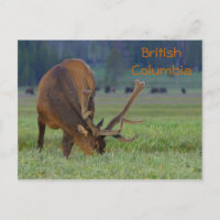 Britische Elche aus Kolumbien Postkarte
