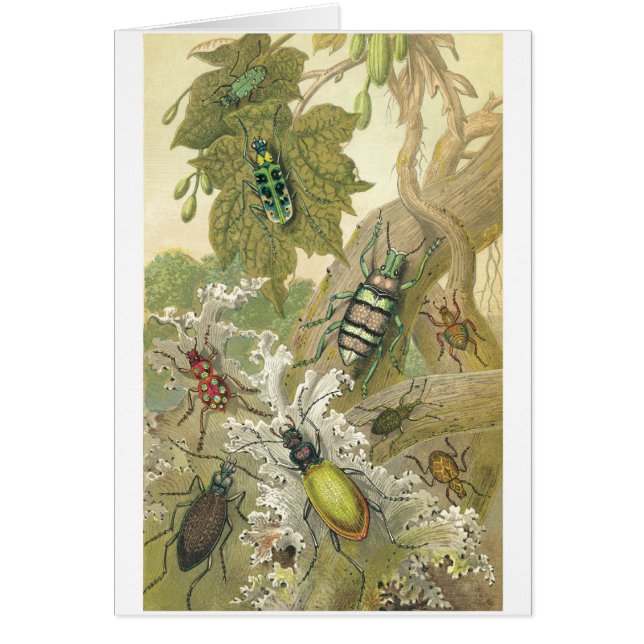 Britische Käfer (Vorne)