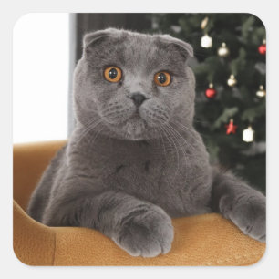 Britische Katze und Weihnachtsbaum Quadratischer Aufkleber