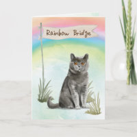 Britische Kurze Haarkatze Beileid über Regenbogen
