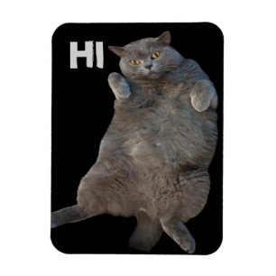 Britische Kurzkatze auf der Rückseite Magnet