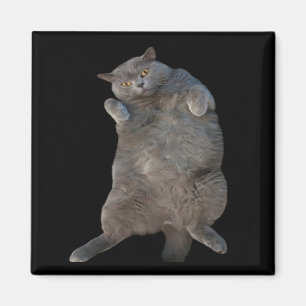 Britische Kurzkatze auf der Rückseite Magnet