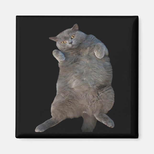 Britische Kurzkatze auf der Rückseite Magnet (Vorne)