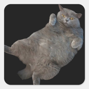 Britische Kurzkatze auf der Rückseite Quadratischer Aufkleber