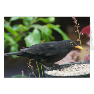 Britische Schwangvögel: männlicher Schwarzer Vogel