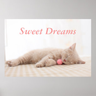 Britische Shorthair Katze Poster