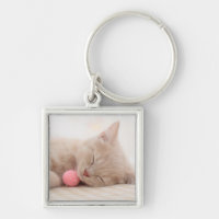 Britische Shorthair Katze
