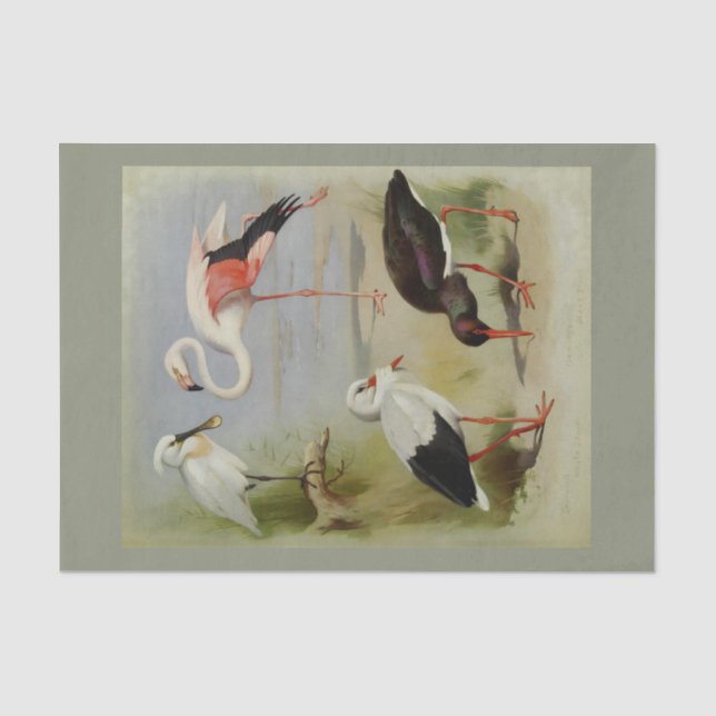 Britische Vögel, Kunstdarstellungen Seidenpapier (Vorderseite)
