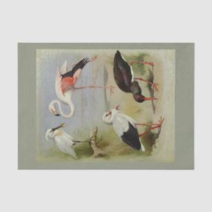 Britische Vögel, Kunstillustrationen Seidenpapier