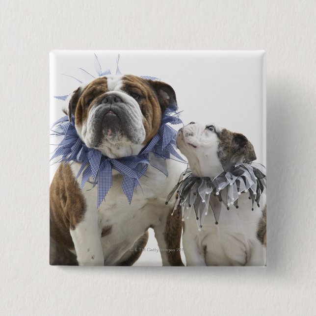 Britischer Bulldog und Welpe mit Halsband, Button (Vorderseite)