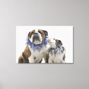 Britischer Bulldog und Welpe mit Halsband, Leinwanddruck