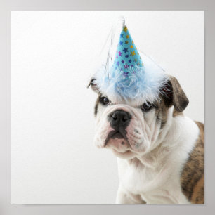 Britischer Bulldoggen-Welpe, der einen Party-Hut Poster