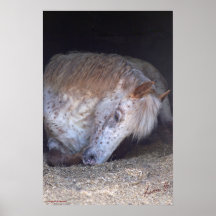 Britischer gepunkteter Ponydruck