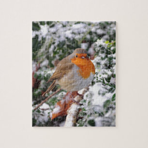 Britisches Rotkehlchen redbreast