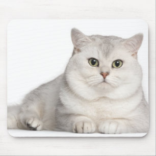 Britisches Shorthair (2 Jahre alt) liegend in der Mousepad