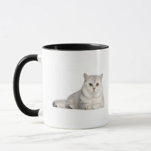 Britisches Shorthair (2 Jahre alt) liegend in der Tasse