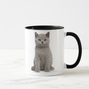 Britisches Shorthair Kätzchen (10 Wochen alt) 2 Tasse