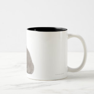 Britisches Shorthair Kätzchen (10 Wochen alt) Zweifarbige Tasse