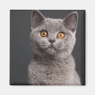 Britisches Shorthair Kätzchen (3 Monate alte) Magnet