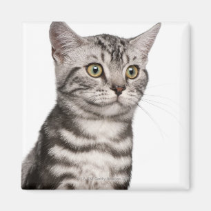 Britisches Shorthair Kätzchen (4 Monate alte) Magnet