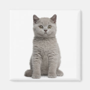 Britisches Shorthair Kätzchen Magnet