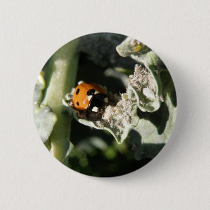 British 7 Spot Ladybug Button