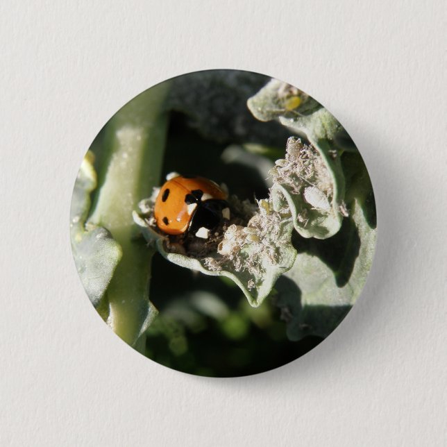 British 7 Spot Ladybug Button (Vorderseite)