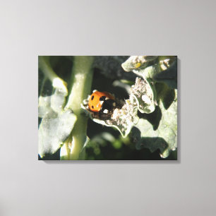 British 7 Spot Ladybug Canvas Print Leinwanddruck
