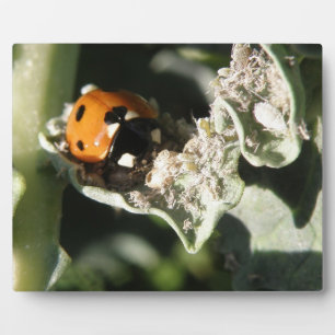 British 7 Spot Ladybug Plaque Fotoplatte