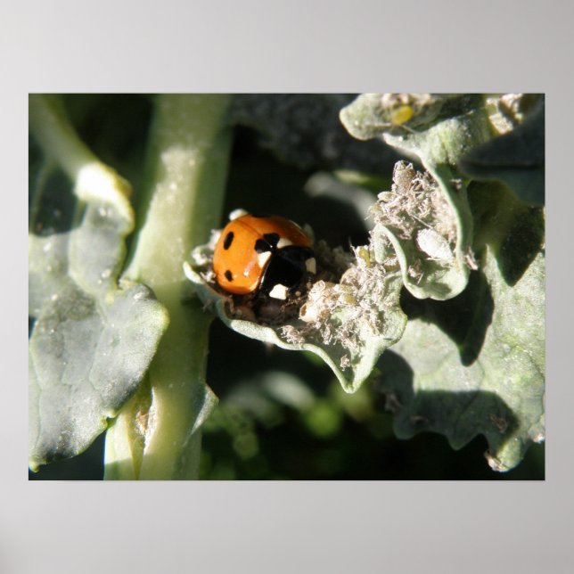 British 7 Spot Ladybug Print Poster (Vorne)