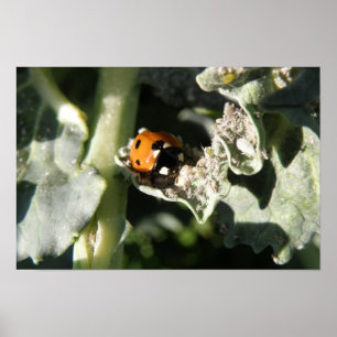 British 7 Spot Ladybug Print Poster