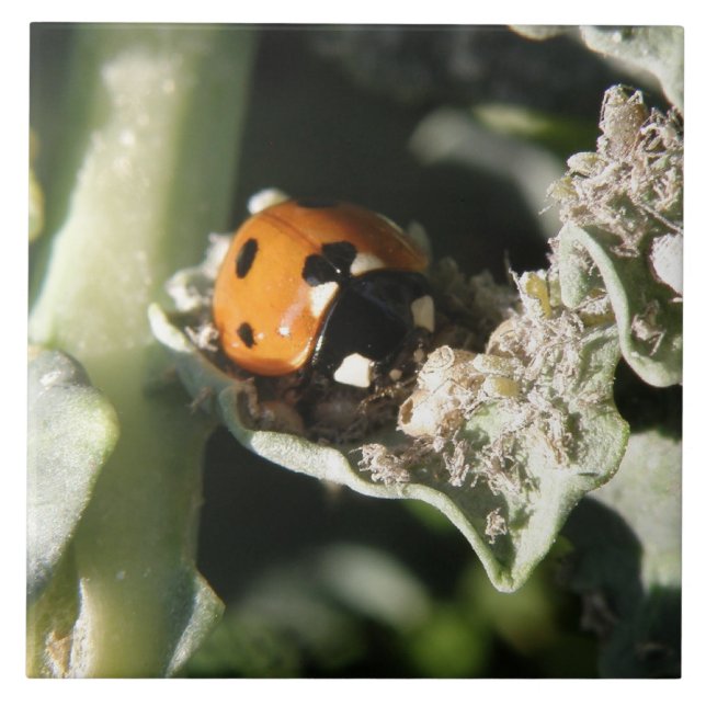 British 7 Spot Ladybug Tile Fliese (Vorderseite)