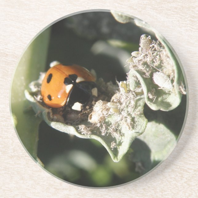 British 7 Spot Ladybug Untersetzer (Vorne)