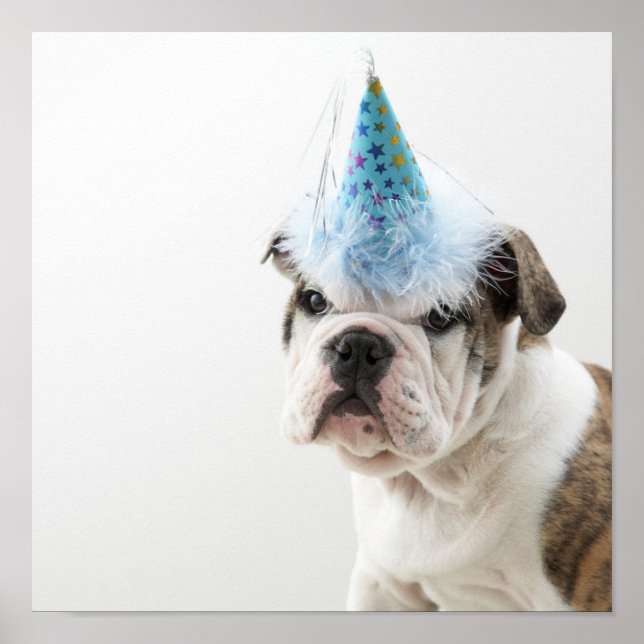 British Bulldog Welpe, die einen Party-Hut trägt Poster (Vorne)