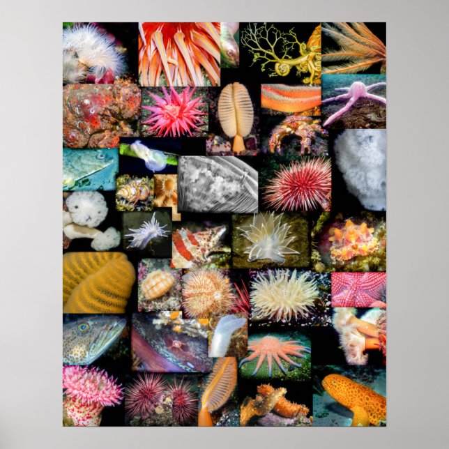 British Columbia Marine Life Collage Poster (Vorne)