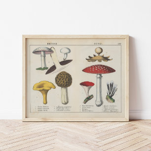 British Fungi   Charlotte Mary Yonge Poster
