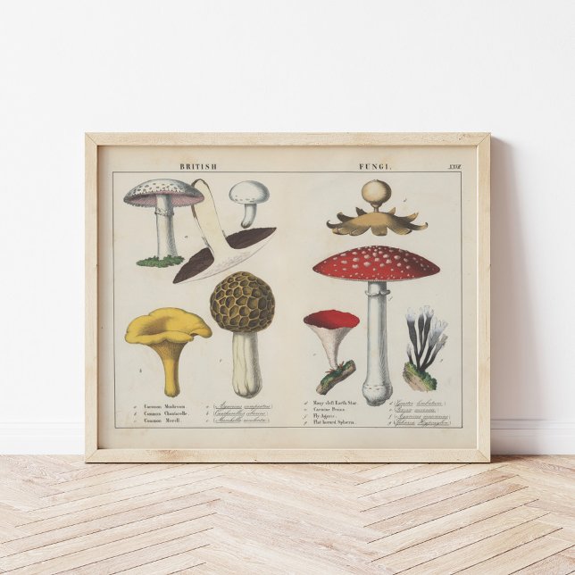 British Fungi | Charlotte Mary Yonge Poster (Von Creator hochgeladen)