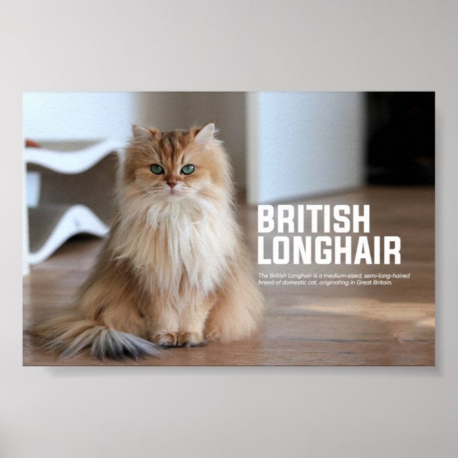 British Longhair Cat Breed Poster (Vorne)