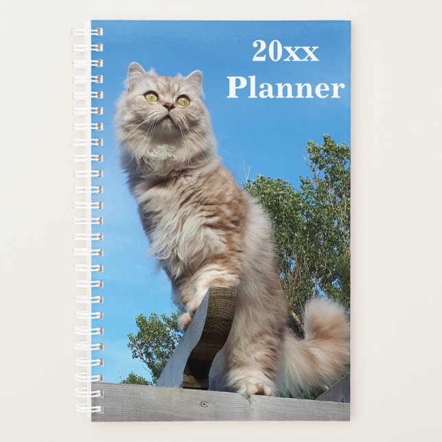 British Longhair Cat Yeomplaner - Klein Planer (Vorderseite)