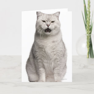 British Shorthair (4 Jahre alt) Karte