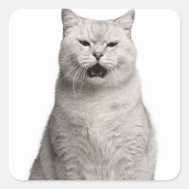 British Shorthair (4 Jahre alt) Quadratischer Aufkleber (Vorderseite)