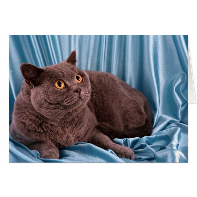 British Shorthair, blau (Vorderseite (Horizontal))