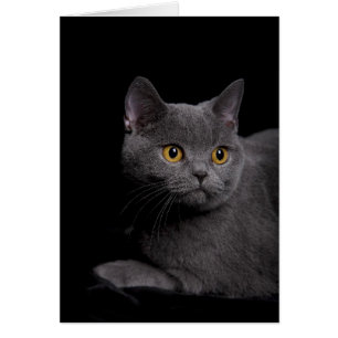 British Shorthair Card