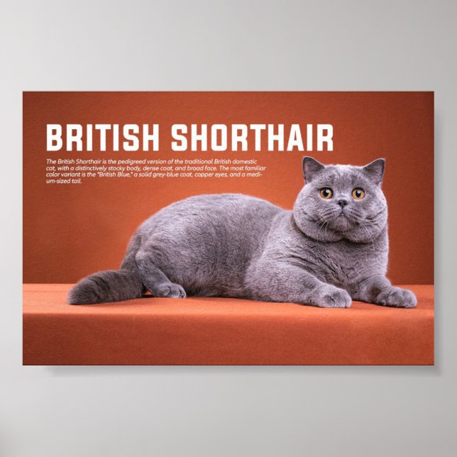 British Shorthair Cat Breed Poster (Vorne)