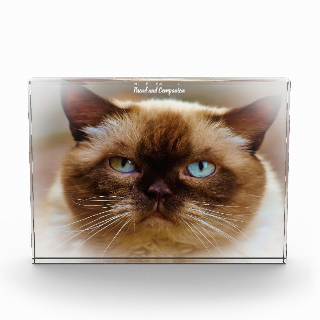 British Shorthair Cat Fotoblock (Vorderseite)