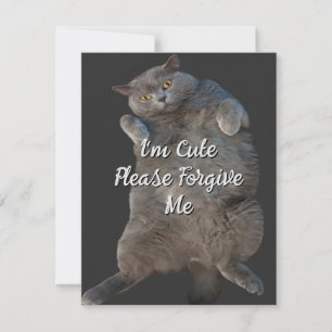 British Shorthair Cat Kitty sur le dos Carte d'exc